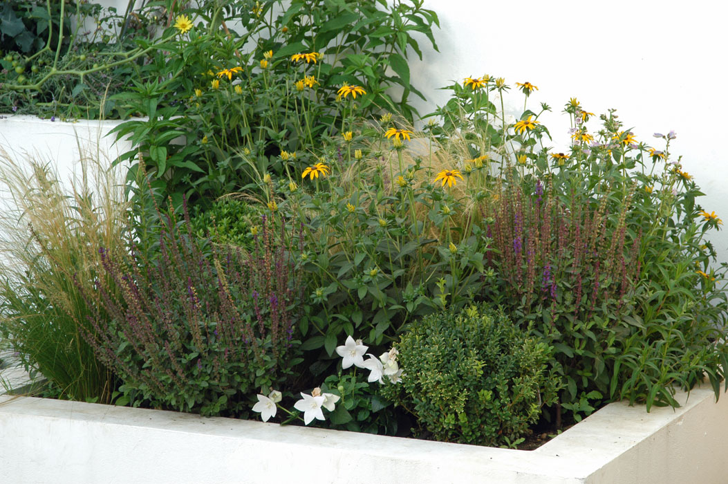 Raised bed full of summer perennials